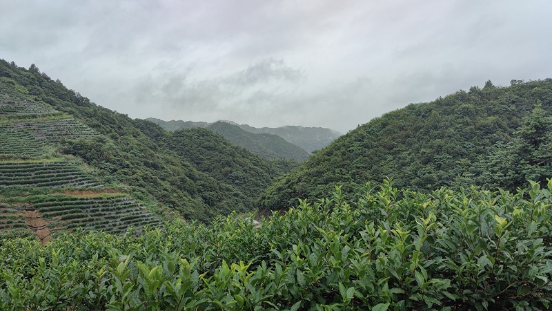 1628839916927062.jpg 3 小.jpg